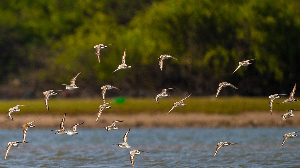 Sanderling